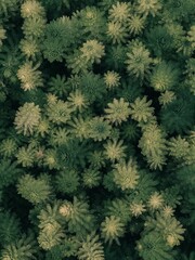 Aerial view of lush green ferns in a forest.