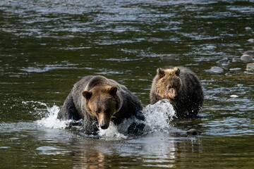 Grizzly Bears in a River