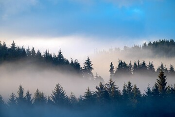 Dense forest shrouded in morning mist with a bright blue sky.