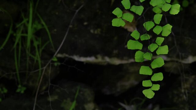 Closeup footage of a branch of maidenhair leaves, against dark background