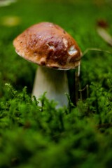 Close-up of a Bolete growing on a lush green forest floor, showcasing its natural earthy colors