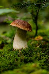 Close-up of a Bolete mushroom growing in a lush green forest, surrounded by moss and foliage.