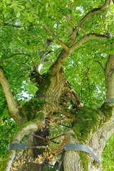 Old linden tree (tilia) on the island of Reichenau in Lake Constance, summer in southern Germany