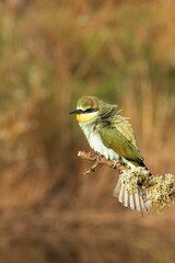 Colorful bird perched on a branch with vibrant plumage