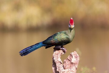Turaco with red crest perched on tree stump