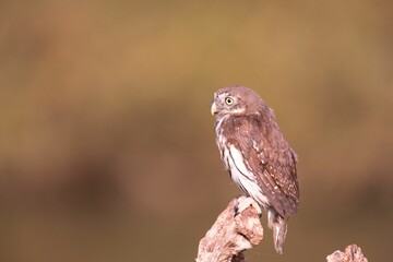 Small brown owl perched on a tree branch