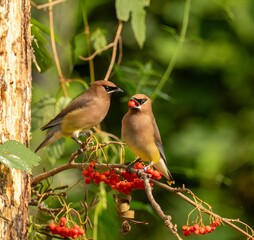 Cedar Waxwings with red berries in a lush forest