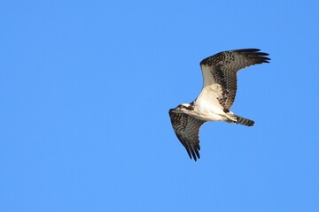 Obraz premium Osprey in Flight Against Clear Blue Sky
