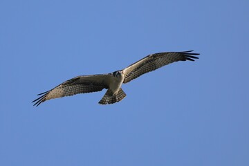 Majestic osprey bird soaring in the clear blue sky
