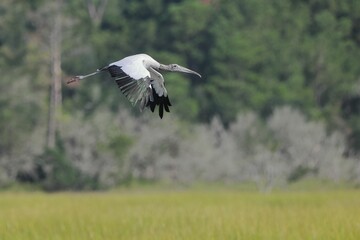 Wood stork flying over grassy field with forest background