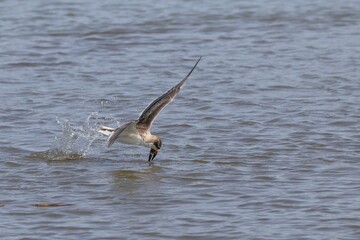 Bird skimming water surface and catching fish