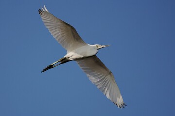 Obraz premium Graceful white bird in flight against a clear blue sky