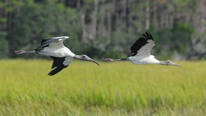 Wood storks in flight over wetland