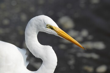 Close-up of a Great Egret with a yellow beak