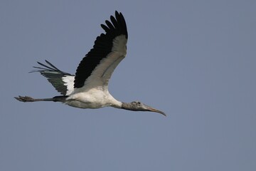 Wood stork in flight