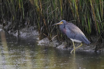 Heron standing in shallow water near grassy riverbank