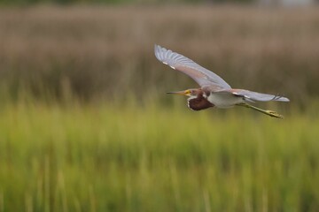 Heron in mid-flight over marshland