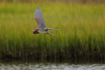 Tricolored heron in flight over marshland