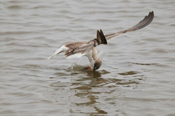 Bird diving into water for food