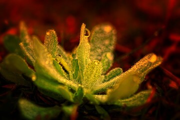 Green plant with dew drops against red background