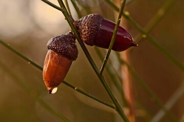 Close-up of acorns on a branch with a water droplet