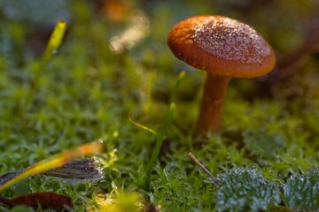 Frosty mushroom in green moss