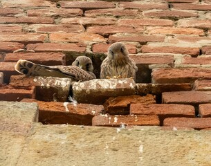 Two birds perched in a hole in a brick wall