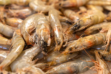 eel festival comacchio regional park po delta cuisine and gastronomy of fish and eel typical dish