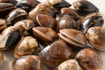 Raw fresh clams seafood in a sieve on white table background.