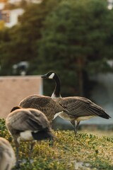 Canadian geese at gasworks Park in Seattle
