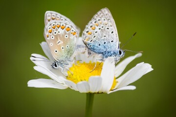 Obraz premium Two mating common blue butterflies perched on a daisy flower against a soft green background