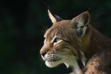 Close-up of a Eurasian lynx with a focused gaze against a dark background.