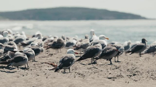 Colony of Heermann's gulls (Larus heermanni) sunbathing on a sandy beach, with blurred background