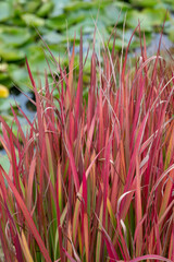 Deep red ornamental grass, by the name Imperata cylindrica Rubra, Japanese blood grass or Cogon grass, photographed in autumn at Wisley garden, Surrey UK