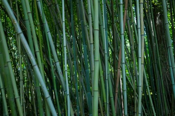 Obraz premium Dense bamboo forest with green stalks