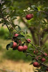 Close-up of ripe red apples hanging from a tree branch in an orchard with lush green leaves
