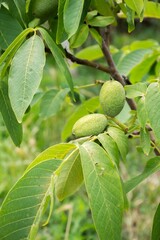 Close-up of fresh green walnuts on a tree branch with vibrant leaves