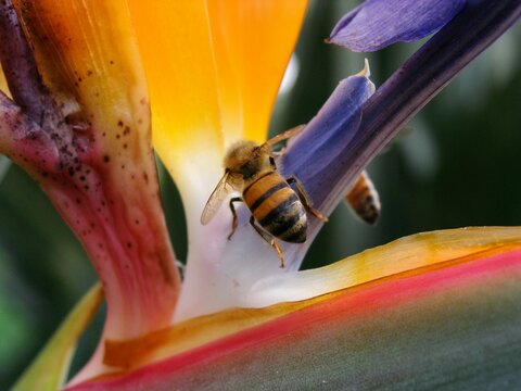 Bee pollinating bird of paradise flower - Powered by Adobe