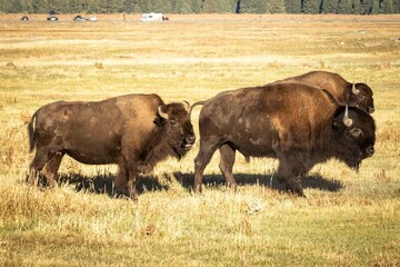 Bison in Grand Teton national park