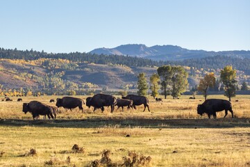 Bison in Grand Teton national park
