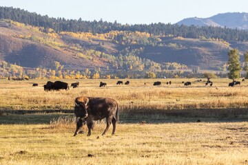 Bison in Grand Teton National Park