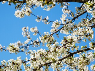 Cherry blossoms against blue sky.