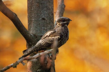 Nightjar perched on a branch with autumn backdrop