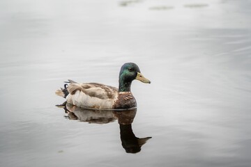 Mallard duck on a calm lake