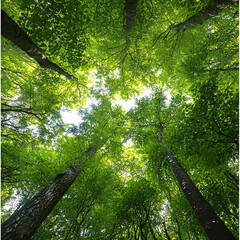 Fototapeta premium Tree background, tree low shot angle 