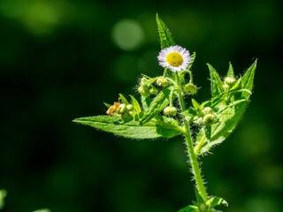 Close-up photo of a small, white daisy with delicate petals and green leaves, bathed in sunlight