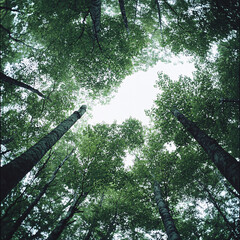 Fototapeta premium Tree background, tree low shot angle 