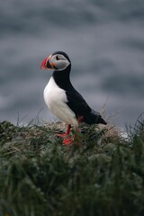 Puffin on a grassy cliff edge with an ocean background.