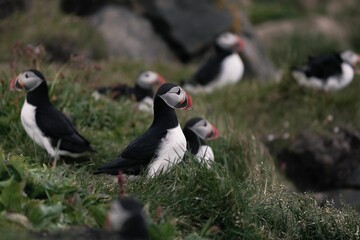 Puffins resting on grassy terrain