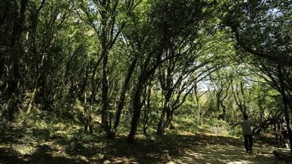 Man walking on a forest's pathway with open hands and he is surrounded by lush trees lit by the sun